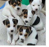 Jack Russells welpen