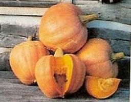 Amish Pie pompoen 50 zaden