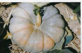 Black Prince pompoen basiseenheid