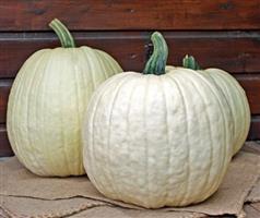 White Lightning F1 PMT Witte grote Halloweenpompoen 5.5-7 kg 50 zaden