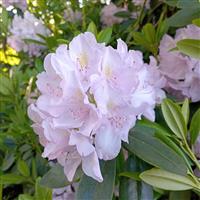 Rhododendron groot