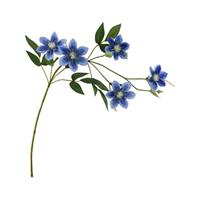 Clematis Dubbel Blauw Zijdenbloem 78 cm per stuk