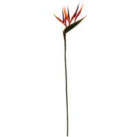 Strelitia Paradijsvogelbloem Oranje 66 cm per stuk