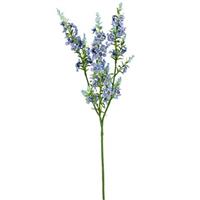 Kattenmunt Blauw Zijdenbloem 75 cm per stuk