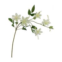 Clematis Dubbel Crème Zijdenbloem 78 cm per stuk