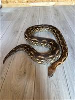 1.1 Acrantophis Madagascariensis boa 