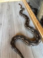 1.1 Acrantophis Madagascariensis