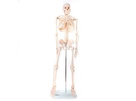 Menselijk Skelet Anatomiemodel 85cm