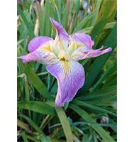 Roze Louisiana lis (Iris Louisiana Pink)