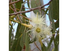 BeautifulYou Eucalyptus, etherische olie 100 ml BeautifulYou