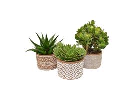 Set van drie vetplanten in bruin en wit deco keramiek (AS 26