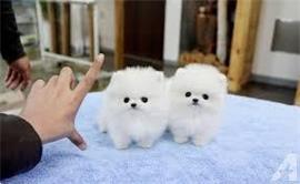 Mooie Pommerse puppys voor bij u thuis