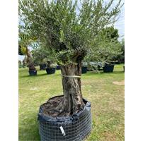 Hele mooie olijfboom Olea Europara code BA.5