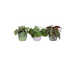 Trio Begonia maculata, Pilea peperomioides en Peperomia Argy