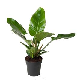 Philodendron Imperial Green (PHIGR19050)