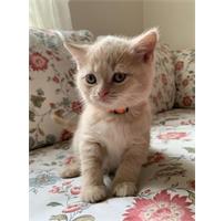 Brits Korthaar kittens  met papieren (stamboom)