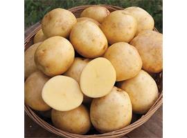 verse aardappelen te koop