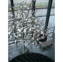 Magnolia boom - >550cm - op aanvraag - Prijs is indicatie -