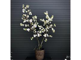 Bloesemboom 175cm hoog