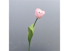Tulp zacht roze