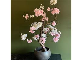 Cherry bloesemboom - wit roze - 55cm