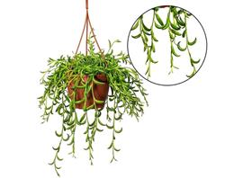 Senecio String of Bananas hanging plant