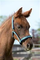 Halster Dublin Maat: Foal,Kleur: Striped/Navy