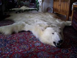 Wunderschöner Eisbären-Teppich