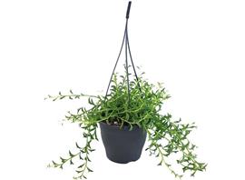 Senecio String of Dolphins hanging plant