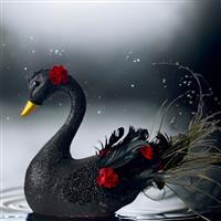 Zwarte zwaan - rode roosjes - 26cm -