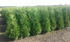 Thuja occ. Brabant snelgroeiende haag conifeer
