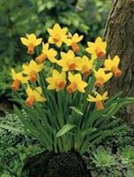Narcissen Jetfire mini narcissen