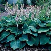 Hosta sieb. Blue Angel p9