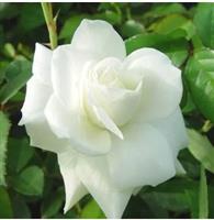 Rosa Climbling Iceberg - Klimroos