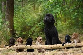 Labradoodle pups hypo alergeen