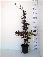 Beuk bladbehoudend rood (Fagus sylvatica Atrop) in pot