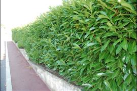 Prunus laur. Caucasica (Laurierkers)