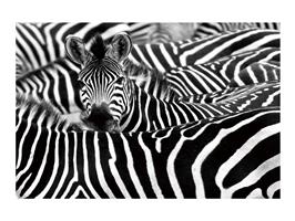 Glasschilderij Zebra S083