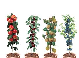 8 Winterharde fruitbomen: Kers, Pruim, Appel en Peer