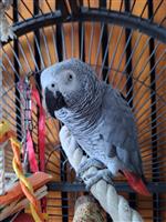 Lieve grijze roodstaart 4 jaar
