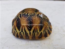 Aldabra-schildpad online kopen