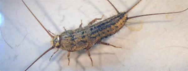 Grote foto vochtproblemen oplossen doe het zelf en verbouw isolatie en afdichting