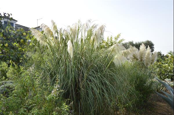 Grote foto b b logeren bij nl in puglia zuid italie vakantie italie