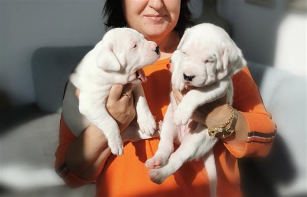 Grote foto dogo argentino pups met stamboom dieren en toebehoren bulldogs pinschers en molossers