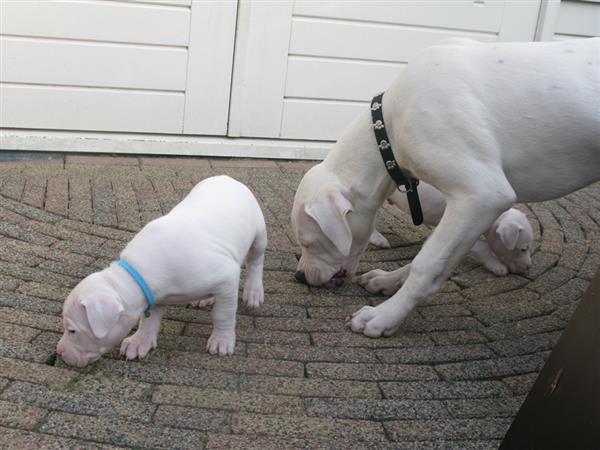 Grote foto dogo argentino pups met stamboom dieren en toebehoren bulldogs pinschers en molossers