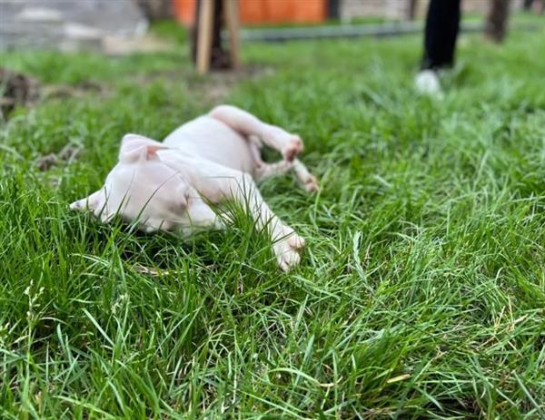 Grote foto dogo argentino pups met stamboom dieren en toebehoren bulldogs pinschers en molossers