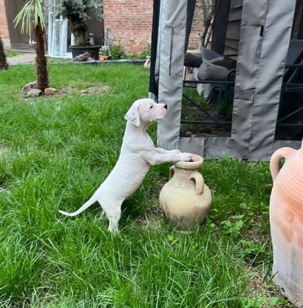 Grote foto dogo argentino pups met stamboom dieren en toebehoren bulldogs pinschers en molossers