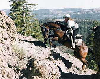 Grote foto voor de gewrichten van uw paard glucohorse dieren en toebehoren overige dieren
