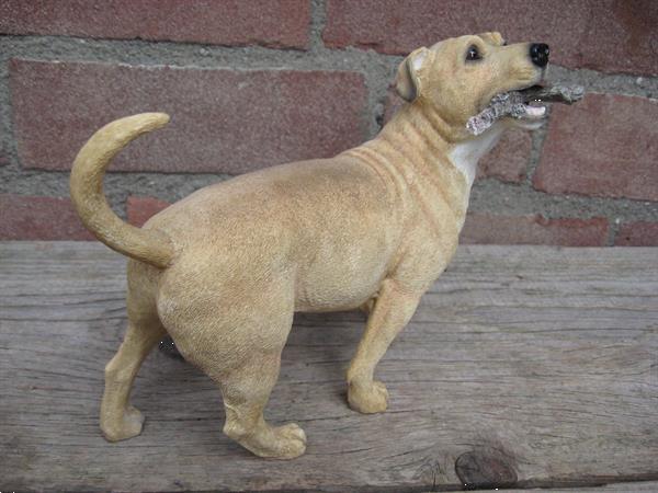 Grote foto bull terri r yorkshire terri r duitse herder. dieren en toebehoren bulldogs pinschers en molossers