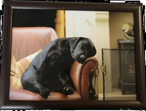 Grote foto prachtige kado artikelen van de labrador retriever dieren en toebehoren retrievers spani ls en waterhonden